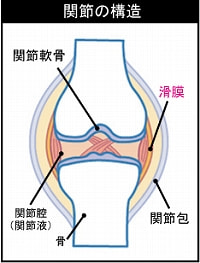 関節の構造(滑膜)
